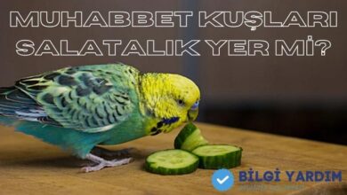 Muhabbet Kuşu Salatalık Yer Mi?